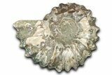 Bumpy Ammonite (Douvilleiceras) Fossil - Madagascar #343835-1